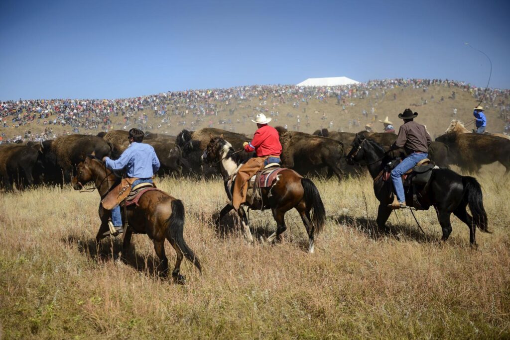 The Great Buffalo Roundup